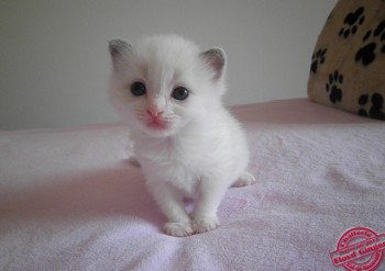 chaton ragdoll mâle blue bicolour n°1- 22 jours - Chatterie Ragdolls du Val de Beauvoir